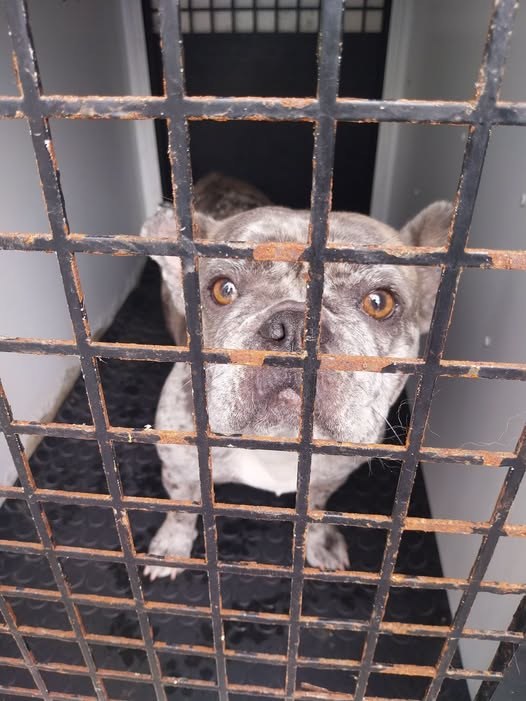 Found Dog in Liverpool, England — listing photo
