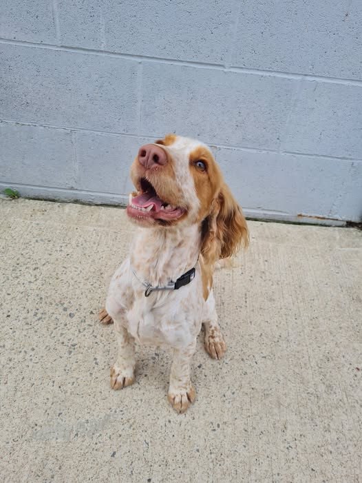 Found Dog in Darlington, England — listing photo