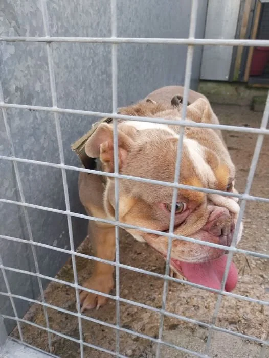 Found Dog in Manchester, England — listing photo