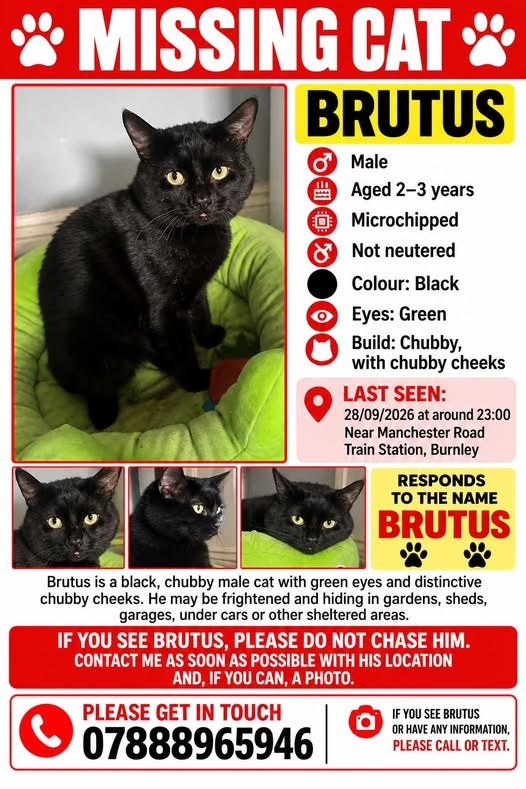 Lost Cat in Manchester, England — listing photo