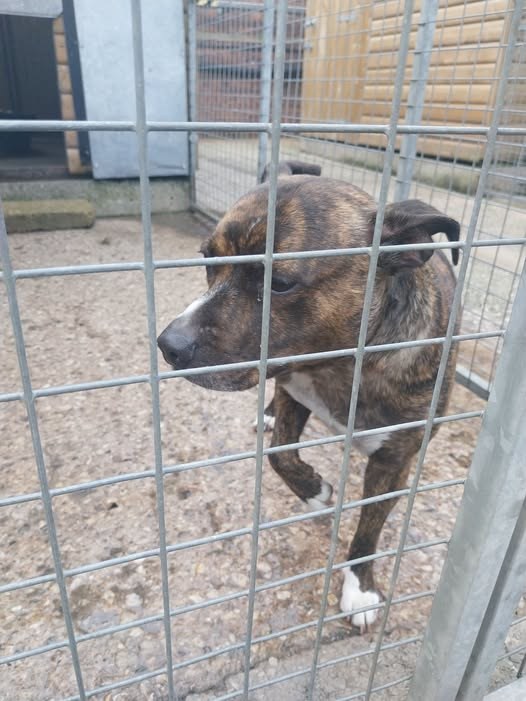 Found Dog in Manchester, England — listing photo