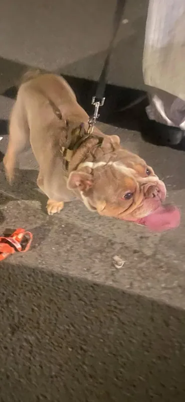 Lost Dog in Manchester, England — listing photo