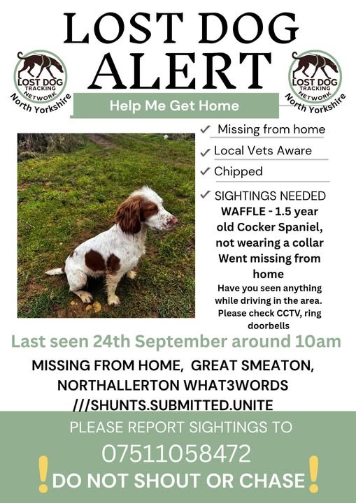 Lost Dog in Northallerton, England — listing photo