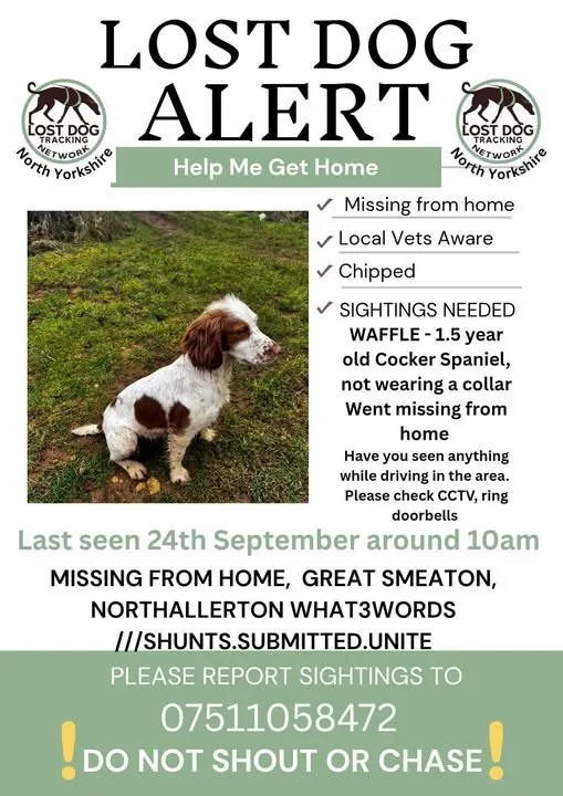 Lost Dog in Northallerton, England Lost Dog in Northallerton, England — listing photo
