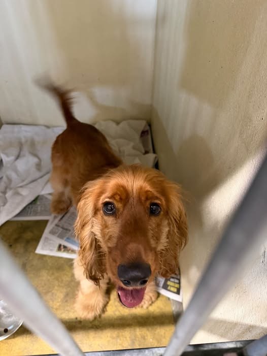 Found Dog in Newtownabbey, Northern Ireland — listing photo