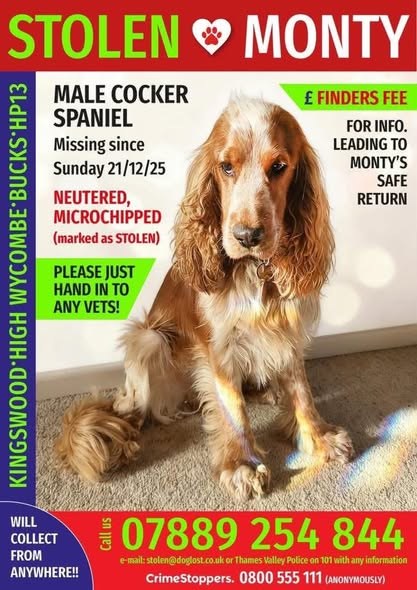 Lost Dog in High Wycombe, England — listing photo