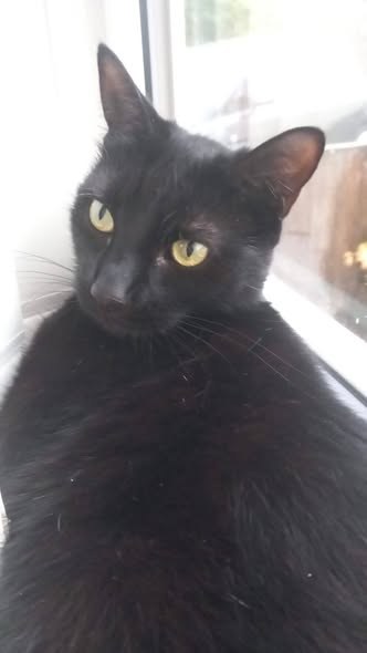 Lost Cat in Birmingham, England — listing photo
