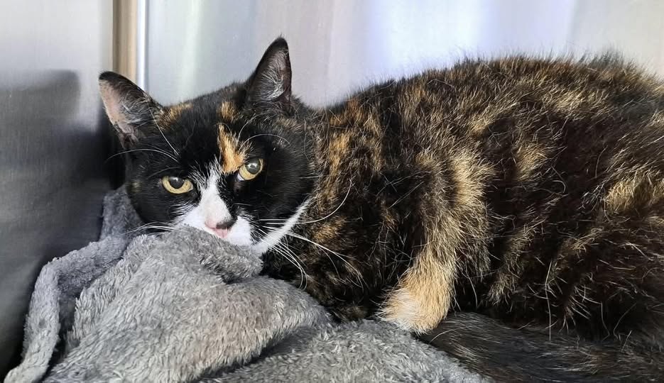 Found Cat in Birmingham, England — listing photo