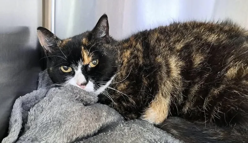 Found Cat in Birmingham, England — listing photo