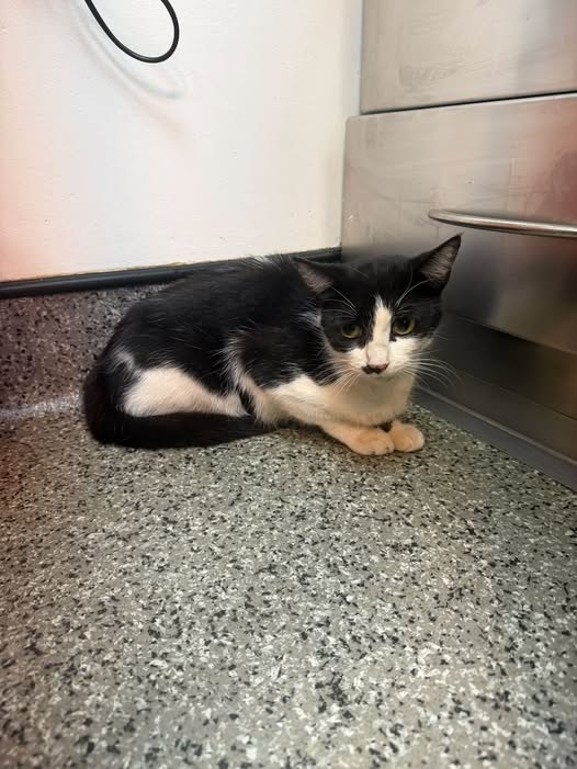 Found Cat in Worthing, England — listing photo