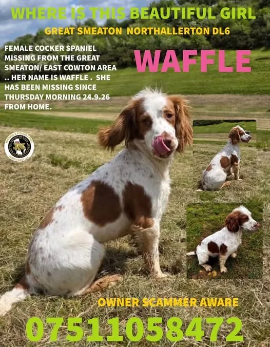 Lost Dog in Northallerton, England — listing photo
