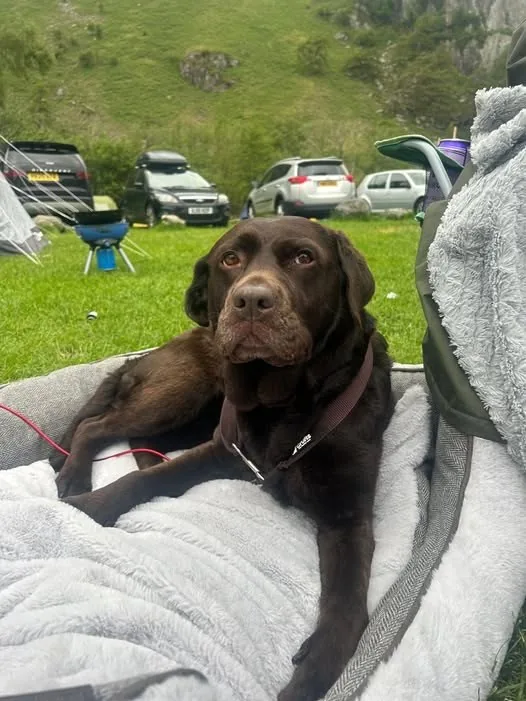 Lost Dog in Liverpool, England — listing photo