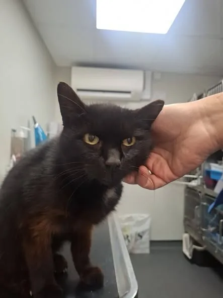 Found Cat in Birmingham, England — listing photo
