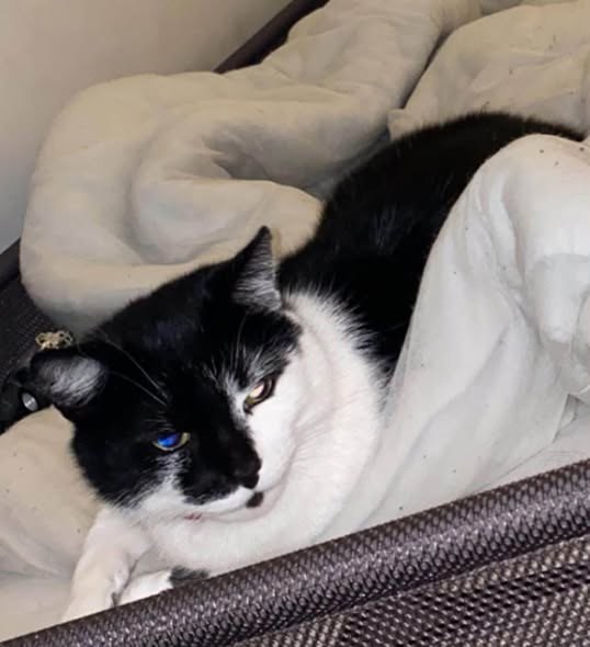 Lost Pet in Liverpool, England — listing photo