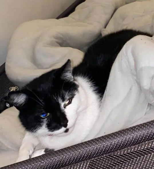 Lost Pet in Liverpool, England Lost Pet in Liverpool, England — listing photo