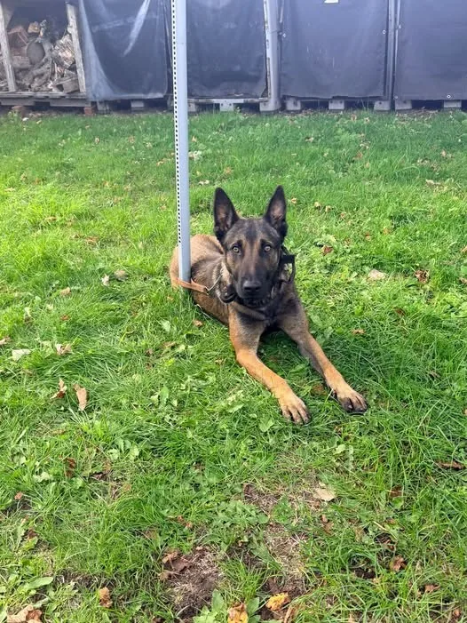 Found Dog in Liverpool, England Found Dog in Liverpool, England — listing photo