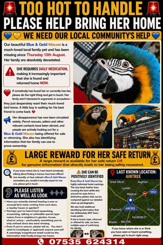 Lost Pet in Liverpool, England — listing photo