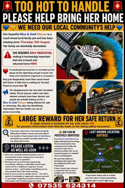 Lost Pet in Liverpool, England Lost Pet in Liverpool, England — listing photo