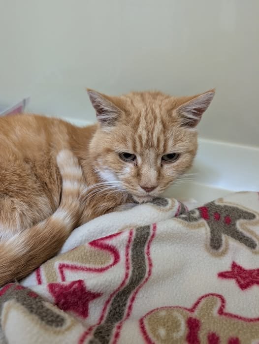 Found Cat in Birmingham, England — listing photo