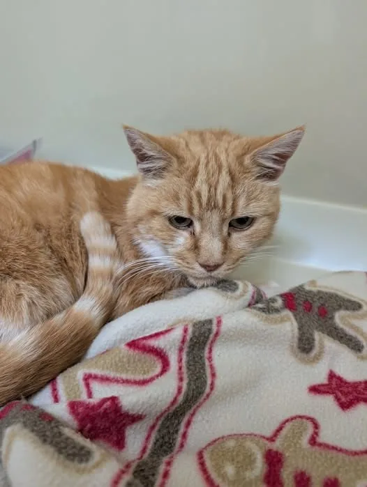 Found Cat in Birmingham, England Found Cat in Birmingham, England — listing photo