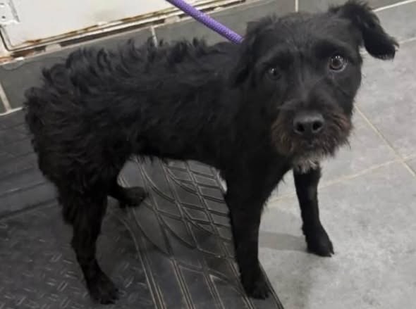 Found Dog in Swindon, England — listing photo