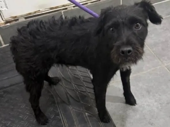 Found Dog in Swindon, England — listing photo