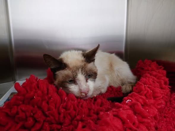 Found Cat in Bridgend, Wales — listing photo