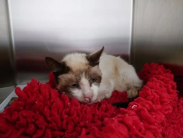 Found Cat in Bridgend, Wales — listing photo