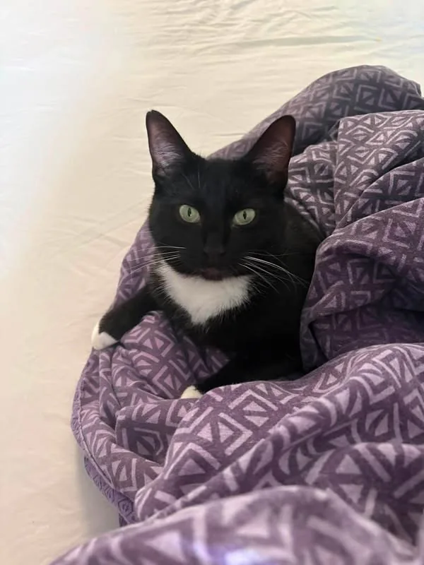Lost Cat in Bristol, England Lost Cat in Bristol, England — listing photo