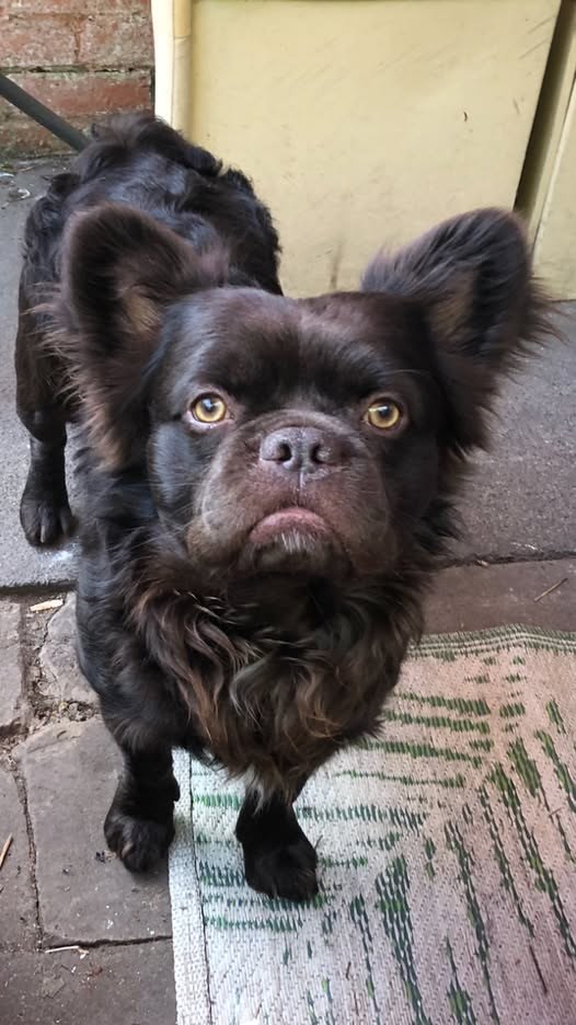 Lost Dog in Leeds, England — listing photo