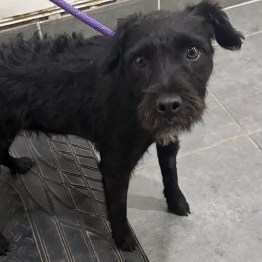 Found Dog in Swindon, England — listing photo