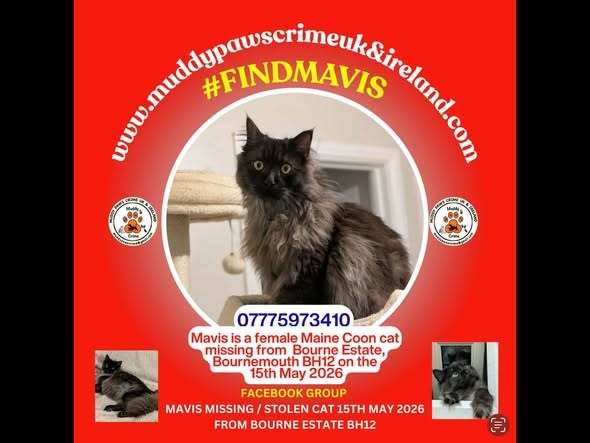 Lost Cat in Bournemouth, England — listing photo
