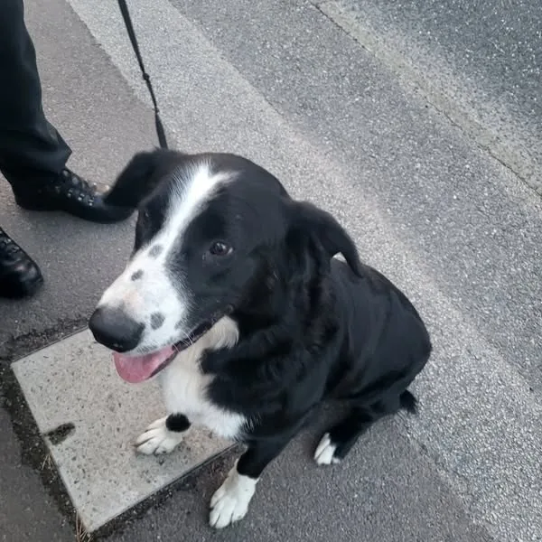 Found Dog in Aberdeen, Scotland Found Dog in Aberdeen, Scotland — listing photo
