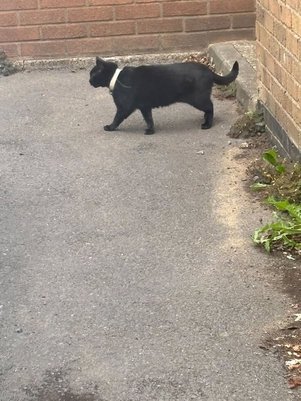 Lost Cat in Redruth, England — listing photo