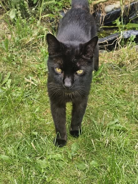 Lost Cat in Manchester, England — listing photo