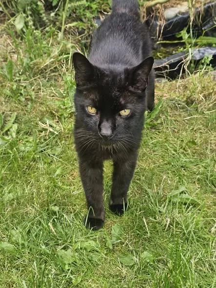 Lost Cat in Manchester, England Lost Cat in Manchester, England — listing photo