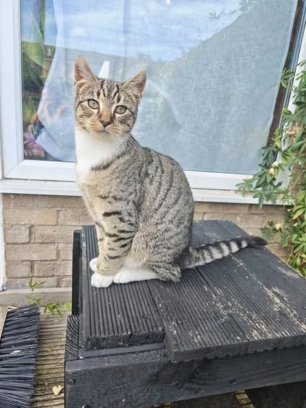 Lost Cat in Manchester, England — listing photo