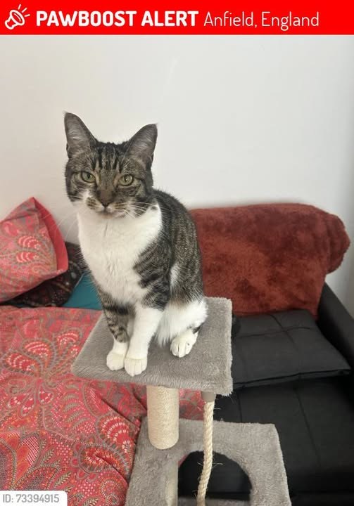 Lost Cat in Liverpool, England — listing photo