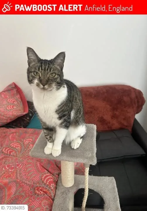 Lost Cat in Liverpool, England — listing photo