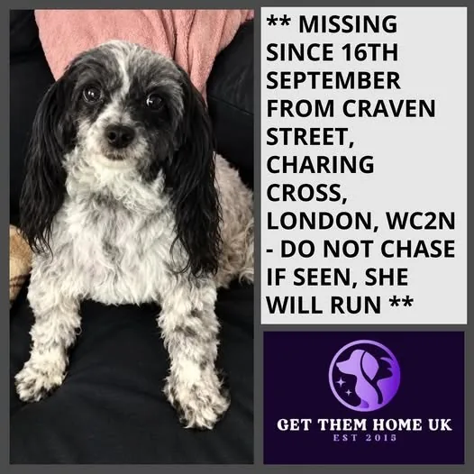 Lost Dog in London, England Lost Dog in London, England — listing photo
