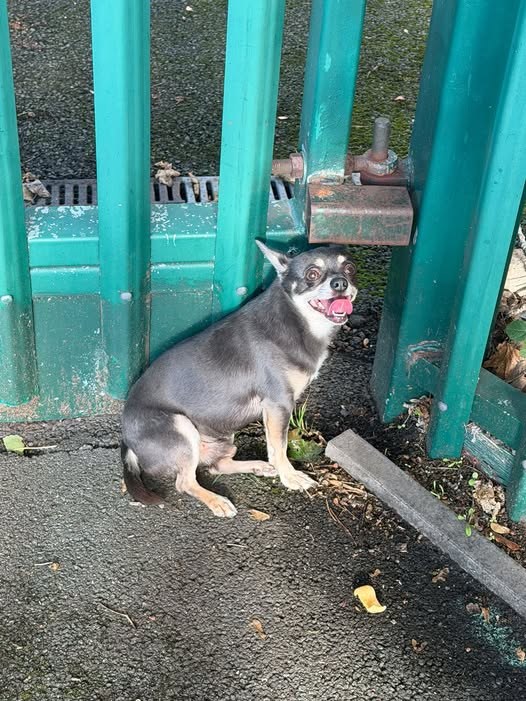 Found Dog in Walsall, England — listing photo