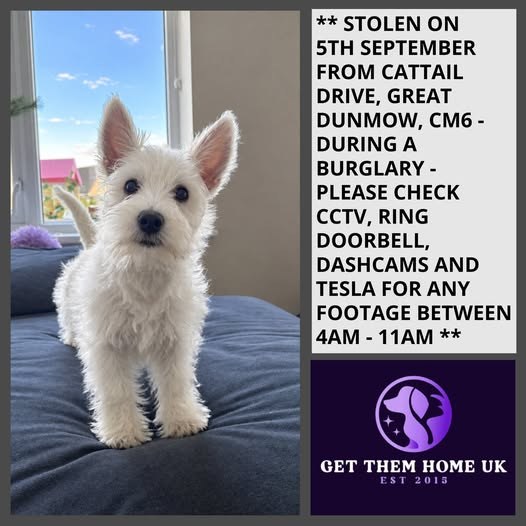 Lost Dog in Birmingham, England — listing photo