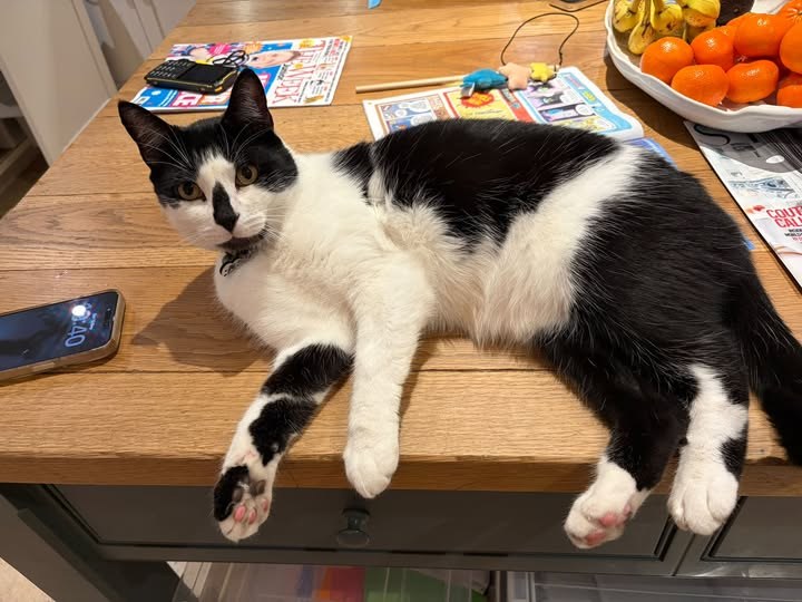 Lost Cat in Derby, England — listing photo