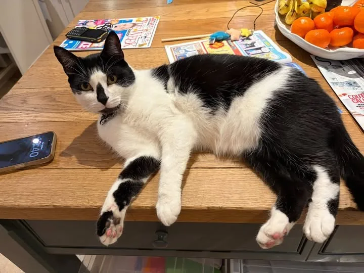 Lost Cat in Derby, England — listing photo