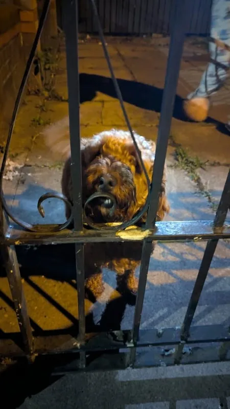 Found Pet in Liverpool, England Found Pet in Liverpool, England — listing photo