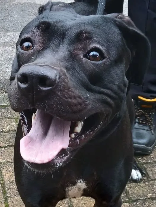 Found Dog in Leeds, England Found Dog in Leeds, England — listing photo