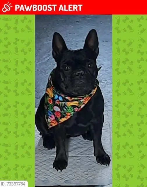 Lost Dog in Bootle, England Lost Dog in Bootle, England β listing photo