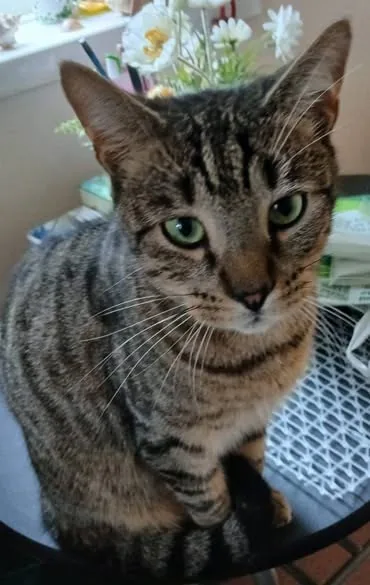 Lost Cat in London, England Lost Cat in London, England — listing photo