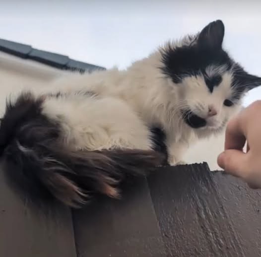 Lost Cat in Liverpool, England — listing photo