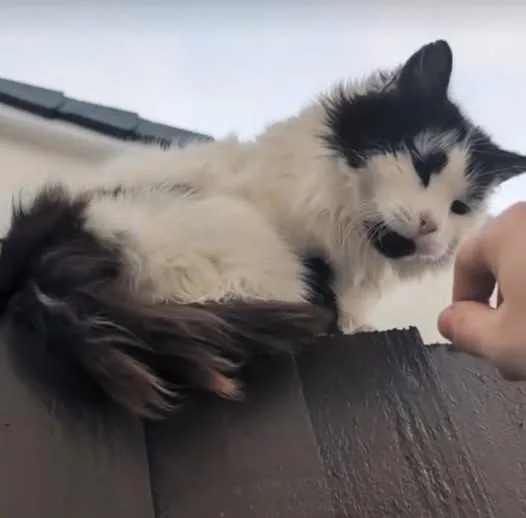 Lost Cat in Liverpool, England Lost Cat in Liverpool, England — listing photo